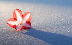azalea-snow-flower-wide